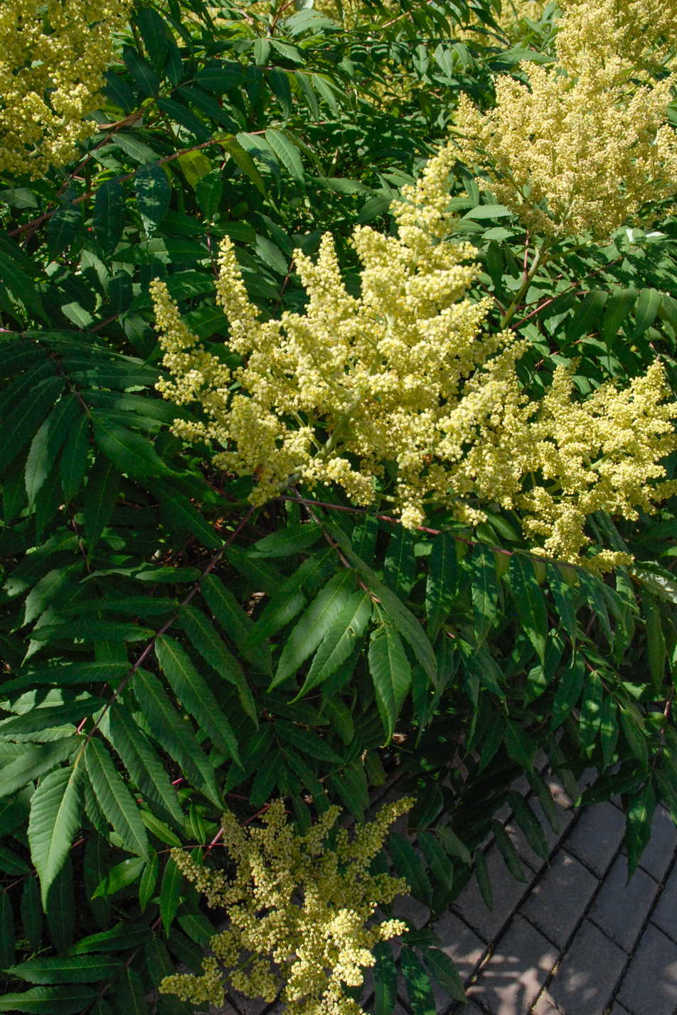 Rocky Mountain Sumac